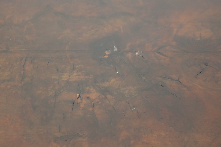 ウォールナットの化粧張りが美しいガラスキャビネット【k147】